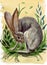 Watercolor illustration of a gray hare with long pink ears