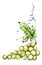 Watercolor illustration - green grapes