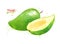 Watercolor illustration of green mango