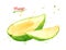 Watercolor illustration of green mango