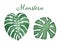 Watercolor illustration of green monstera leaves. Hand painted botanical paintings of tropical leaves.