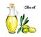 Watercolor illustration of group green olives branch with leaves and bottle of extra virgin olive oil isolated on white