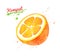Watercolor illustration of half of Kumquat fruit
