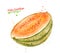 Watercolor illustration of half of Melon Cantaloupe frui