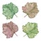 Watercolor illustration. Hand painted green, yellow, red leaves. Grape leaf. Pumpkin leaf. Summer vegetation. Spring, summer