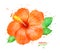 Watercolor illustration of Hibiscus flower