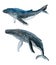 Watercolor illustration of humpback whale, large marine mammal animal. Sea ocean marine underwater wildlife, wild nature