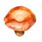 Watercolor illustration, image of a mushroom. Yellow milk mushroom.