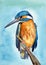 Watercolor illustration of a kingfisher with turquoise iridescent plumage