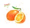 Watercolor illustration of Kumquat fruit