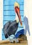 Watercolor illustration of a large pelican with black and white feathers, a red beak