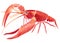 Watercolor illustration of lobster in white background.