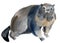 Watercolor illustration of marmot