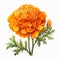 Watercolor Illustration Of An Orange Carnation Flower