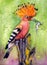 Watercolor illustration of an orange hoopoe bird