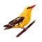 Watercolor illustration of Oriole on branch