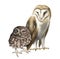 Watercolor illustration of an owl small. Northern pygmy owl and barn owl. winks sweet. Realistic image.