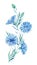 Watercolor illustration, a painted bouquet of a blue flower, a twig of cornflowers, wildflowers with leaves. For printing postcard