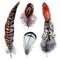 Watercolor Illustration of Pheasant Feathers
