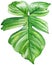 Watercolor illustration of philodendron leaf.