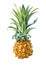 Watercolor illustration of a pineapple on white background