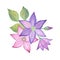 Watercolor illustration of pink and blue clematis flower branch with leaves and bud, isolated object on white background.