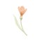 Watercolor illustration of pink crocus isolated on white background.