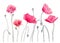 Watercolor illustration of pink poppies suitable for summer designs.