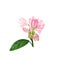 Watercolor illustration of pink rhododendron flowers and leaves on white