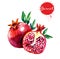 Watercolor illustration of pomegranate. Hand drawn watercolor painting on white background.