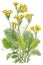 watercolor illustration of primula veris (Cowslip) with yellow flowers