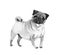 Watercolor illustration of pug isolated on white background.