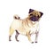Watercolor illustration of pug isolated on white background.