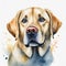 Watercolor illustration of pure breed Labrador Retriever dog. Colorful painting of domestic animal