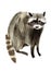 Watercolor illustration of a raccoon
