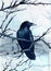 Watercolor illustration of a raven sitting on a tree branch