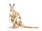 Watercolor illustration of a Realistic kangaroo.