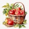Watercolor Illustration Of Red Apples In A Picnic Basket