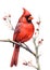 Watercolor illustration of a red cardinal bird perched on a branch.