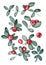 Watercolor illustration of red cotoneaster with leaves for beautiful Christmas design on white isolated background