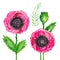 Watercolor illustration of red flowering poppies stem green leaves Floral set on white background