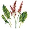 Watercolor Illustration of Red Sorrel