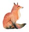 Watercolor illustration of red wild fox on white background. Realistic forest animal sketch