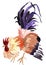 Watercolor illustration of a rooster in white background.