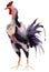 Watercolor illustration of a rooster in white background.