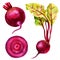 Watercolor illustration of root beet, leaves of chard, slice of beetroot, set of vegetables.