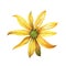 Watercolor illustration. Round yellow daisy.