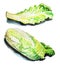 Watercolor illustration salad lettuce, salad leaf, fresh lettuce