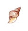 Watercolor illustration of a sea dweller seashell. Underwater world. Tropical shell