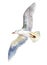 Watercolor illustration, seagull isolated on white background.